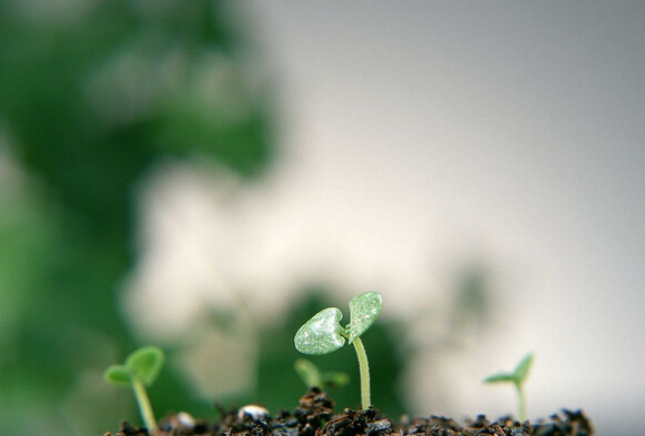 柯尼卡美能達(dá)的春天在哪？